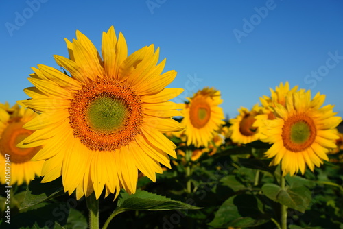 Fototapeta Naklejka Na Ścianę i Meble -  Beautiful Field of Sunflowers on a Summer Morning 