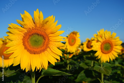 Fototapeta Naklejka Na Ścianę i Meble -  Beautiful Field of Sunflowers on a Summer Morning 