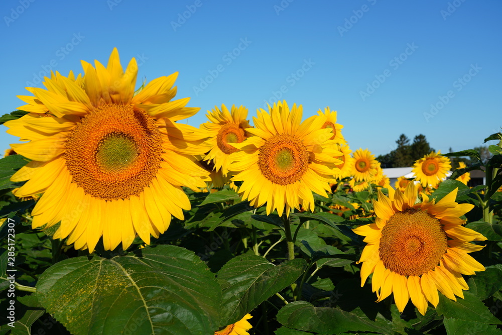 Obraz premium Beautiful Field of Sunflowers on a Summer Morning 