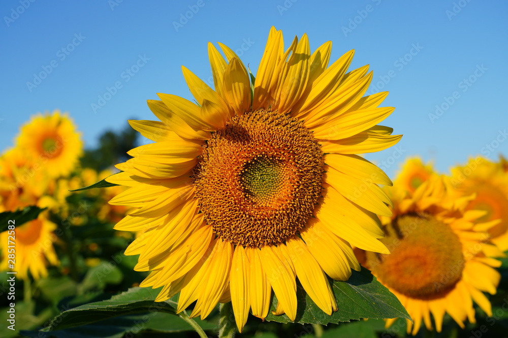 Beautiful Field of Sunflowers on a Summer Morning 