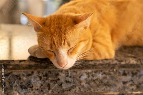 Cute ginger yellow cat sleeping.