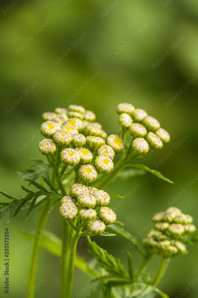 bunch of yarrow flowers ready to bloom under the shade in the park with blurry green background