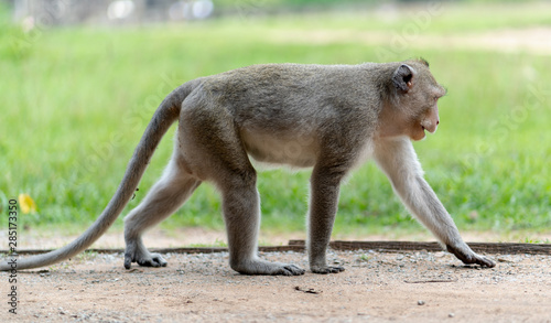 A monkey walking in tropical forests.