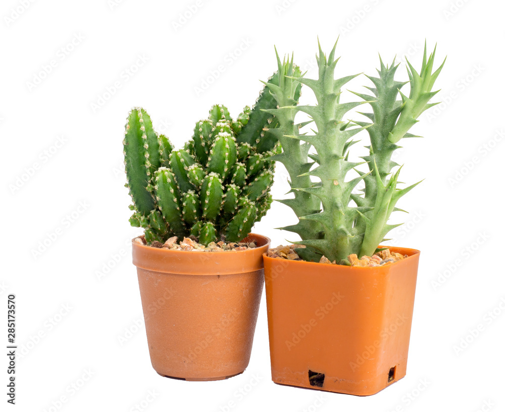Cactus Isolated On White Background.