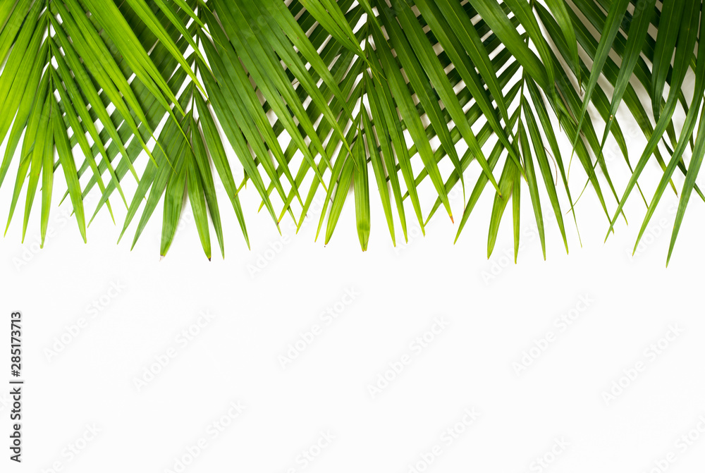 Fototapeta premium Green leaves palm isolated on white background