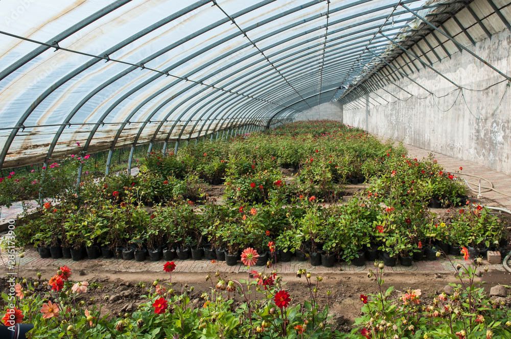 Greenhouses cultivated with flowers