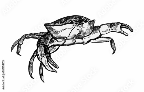 Crab. Realistic line drawing