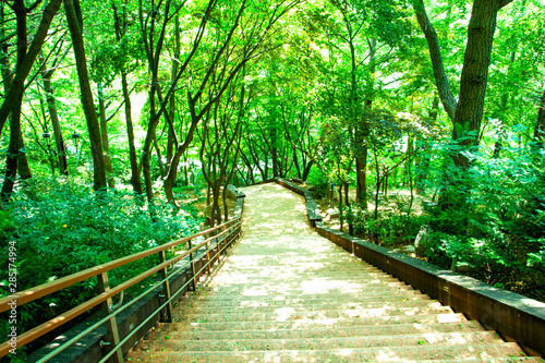 Fototapeta Naklejka Na Ścianę i Meble -  a green wooded walkway in summer