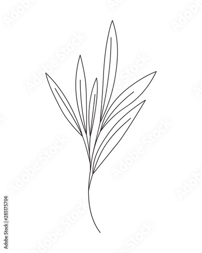 silhouette of branch with leaves on white background