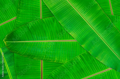 Fresh green banana leaves texture abstract background