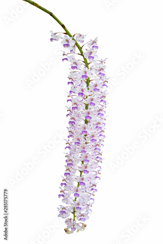 Exotic blooming foxtail orchid, pink spotted on white flower, isolated on white background photo