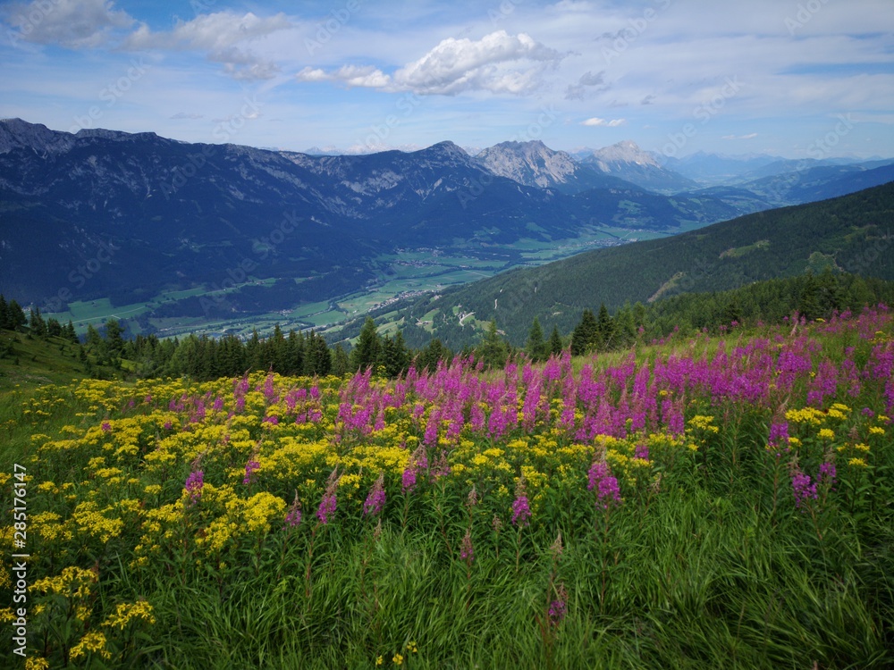 Fototapeta premium Blumenwiese in den Alpen