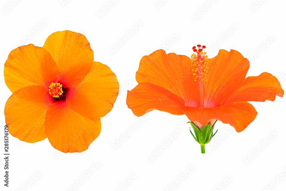 Naklejka premium Fresh orange hibiscus flower on white background, top and side view