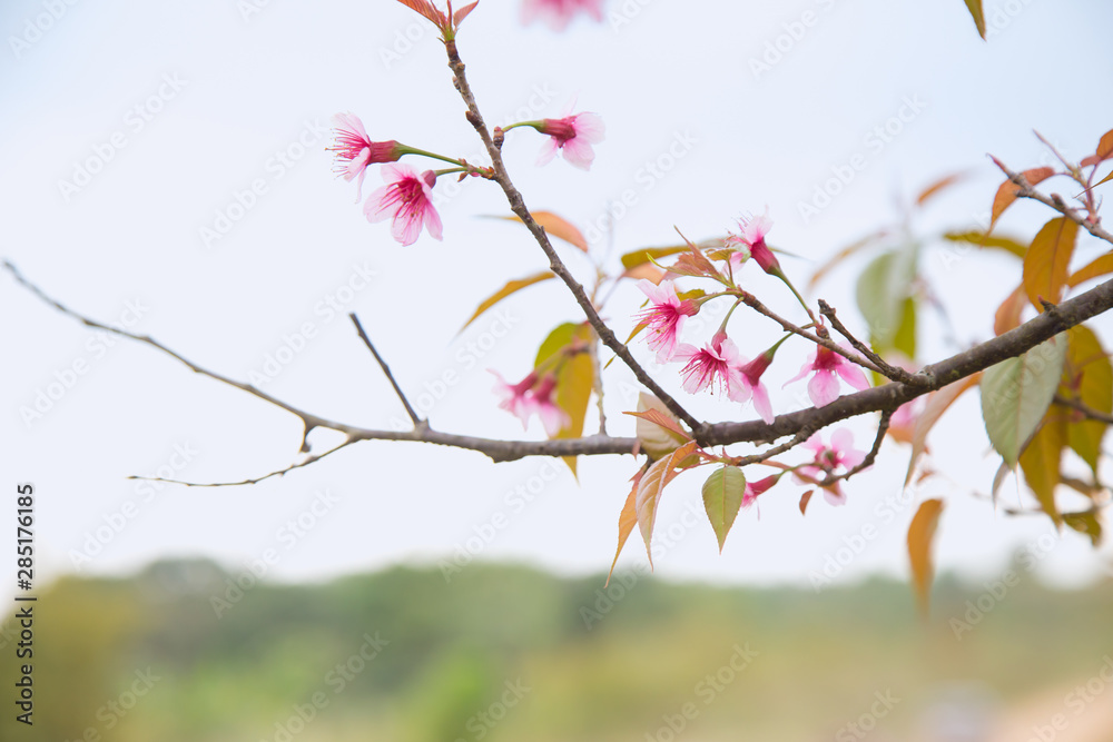 Beautiful cherry blossom or sakura in spring time over sky Beautiful cherry blossom or sakura in spring time over sky