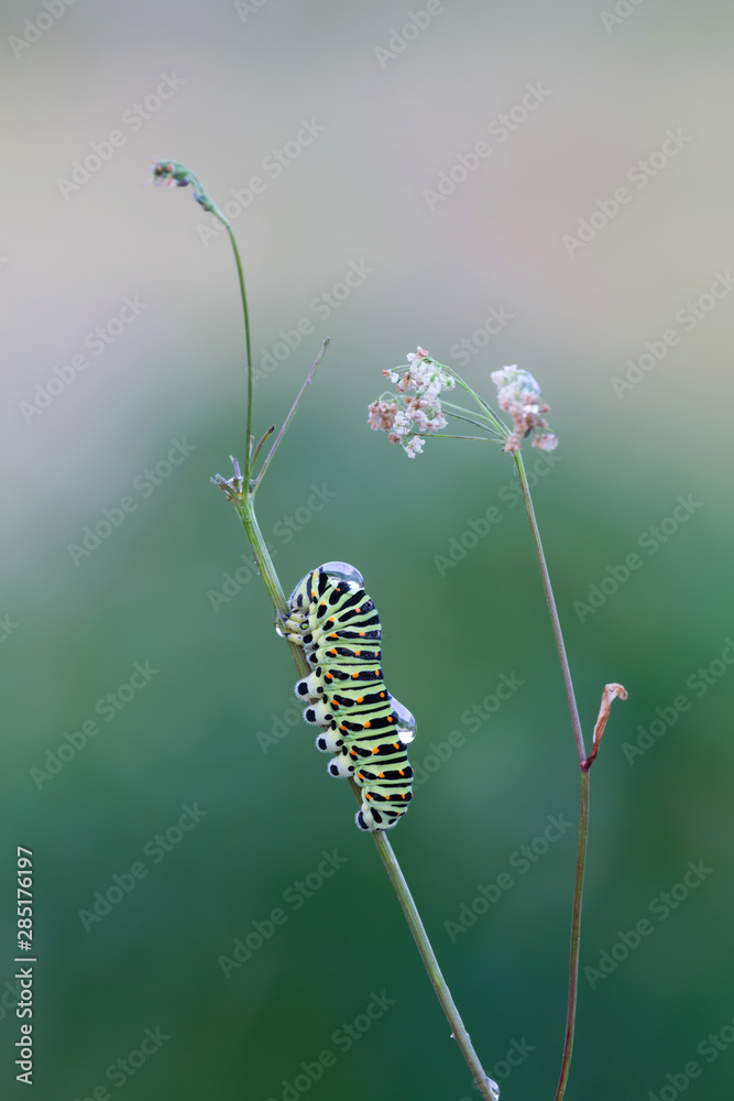 Old world swallowtail, Papilio machaon larva on plant photographed yerly morning after rain Old world swallowtail, Papilio machaon larva on plant photographed yerly morning after rain