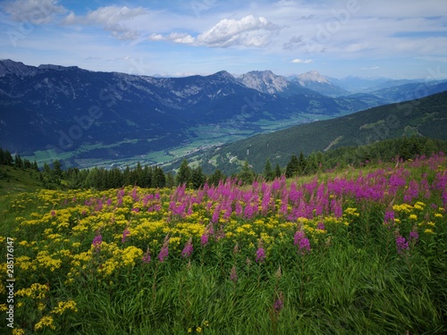 Blumenwiese in den Alpen