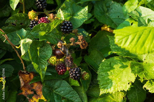 Blackberries growing against green leaves on a stone beach on the island of Ven in southern Sweden.  photo