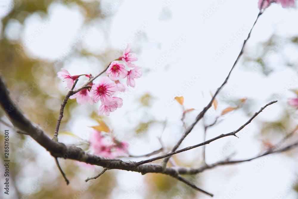 Beautiful cherry blossom or sakura in spring time over sky Beautiful cherry blossom or sakura in spring time over sky
