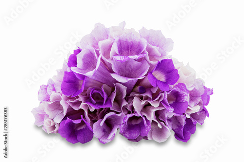 Pink purple flower mansoa alliacea or garlic vine isolated on white background with clipping path