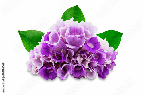 Pink purple flower mansoa alliacea or garlic vine with leaves isolated on white background with clipping path photo