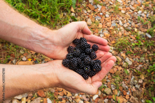 Couped hands holding fresh wild black berries picked on the island of Ven in southern Sweden during a warm summer morning. Background of a stone path close to the beach.  photo