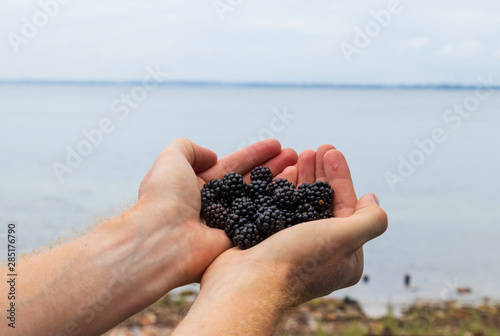 Hands filled with fresh wild black berries against the sea, picked an early summer morning on the island of Ven in southern Sweden.  photo