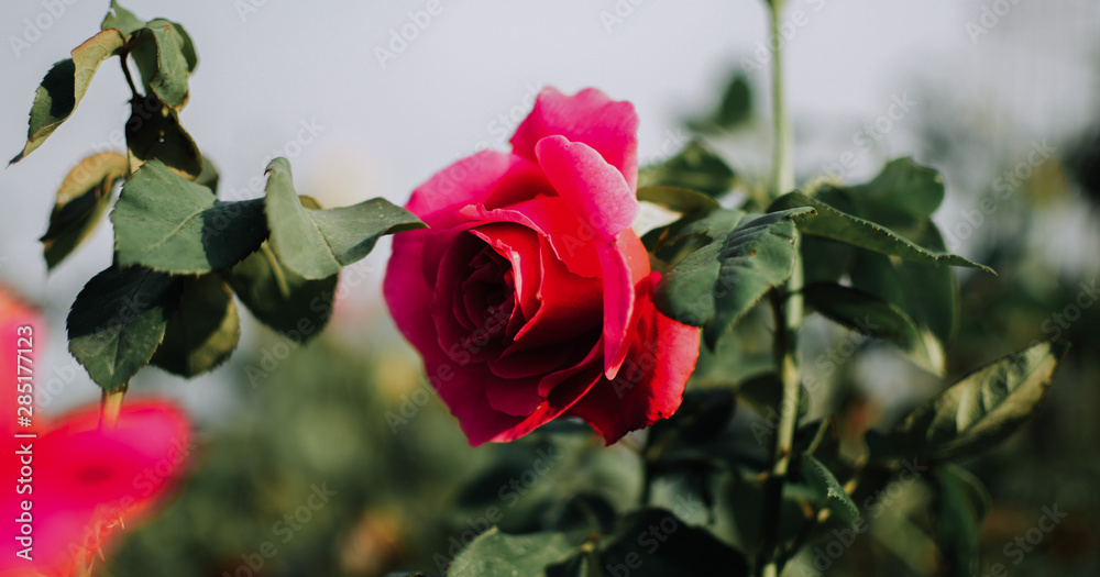 Obraz premium red rose
