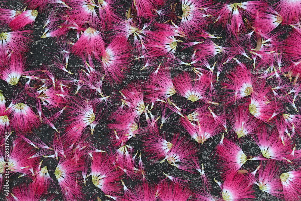 Obraz premium Closeup of fallen pink flowers on old cement floor.
