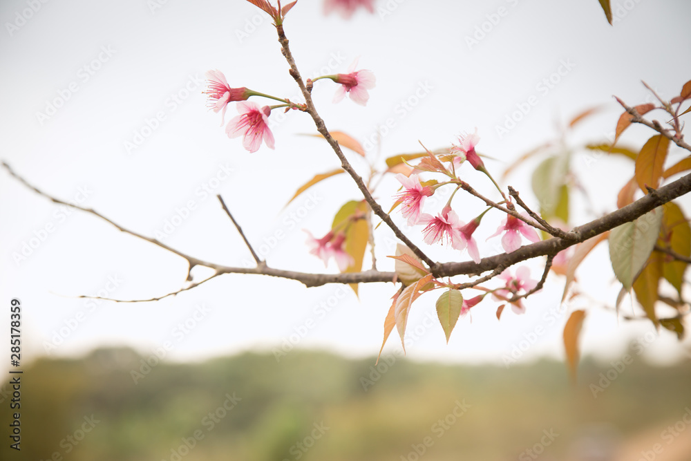 Beautiful cherry blossom or sakura in spring time over  sky