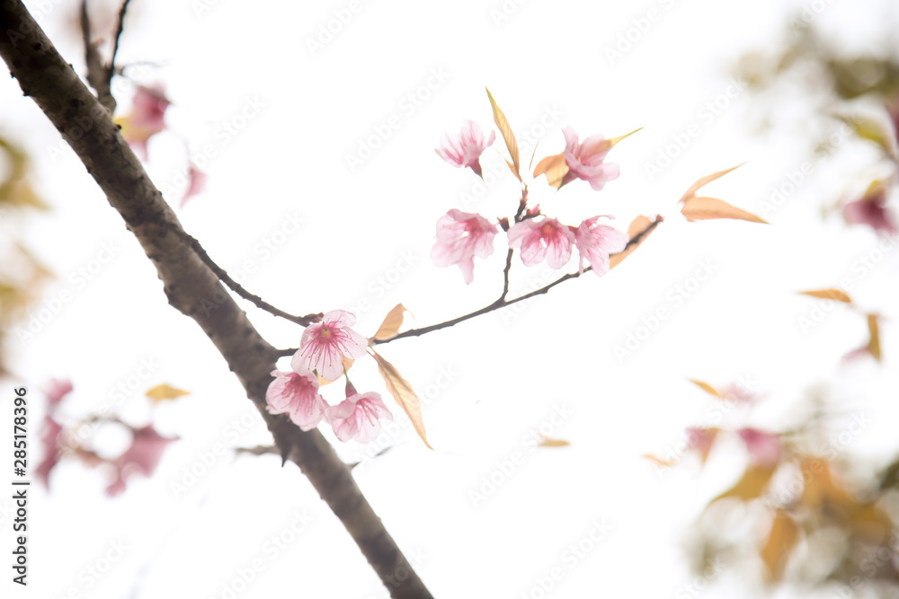 Fototapeta premium Beautiful cherry blossom or sakura in spring time over sky