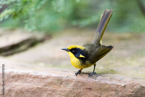 Helmeted Honeyeater