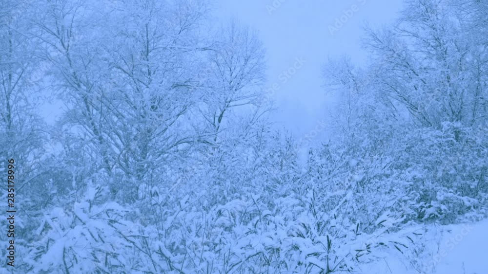 Beautiful snowfall in a winter forest. Snow covered all the trees. Recorded in Raw on Blackmagic camera. Beautiful snowfall in a winter forest. Snow covered all the trees. Recorded in Raw on Blackmagic camera.