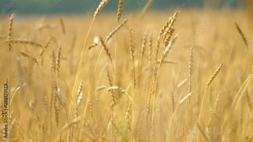 Close up of yellow barley plants in a wheat field at sunset Close up of yellow barley plants in a wheat field at sunset