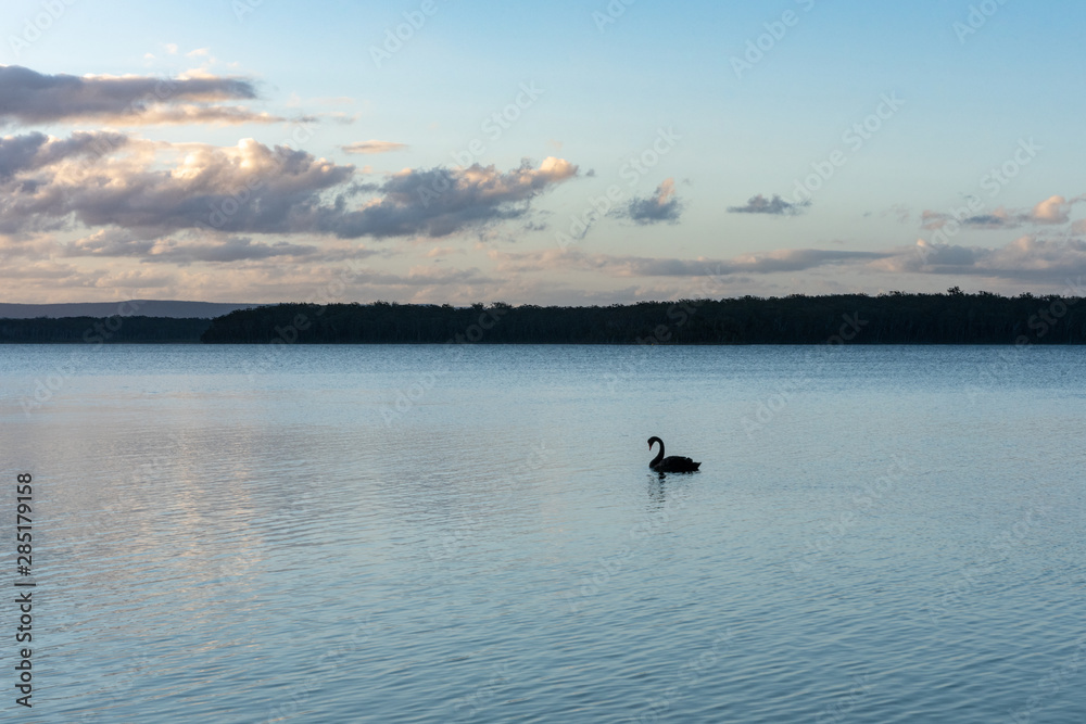 Naklejka premium A black swan rests on a lake as the sun sets – creating a beautiful silhouette of the bird on the shimmering waters and lighting up the clouds