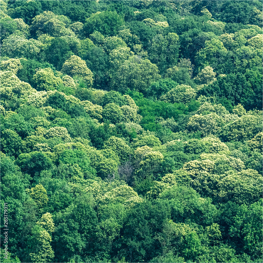 vue aérienne de la forêt à Ecquevilly dans les Yvelines en France