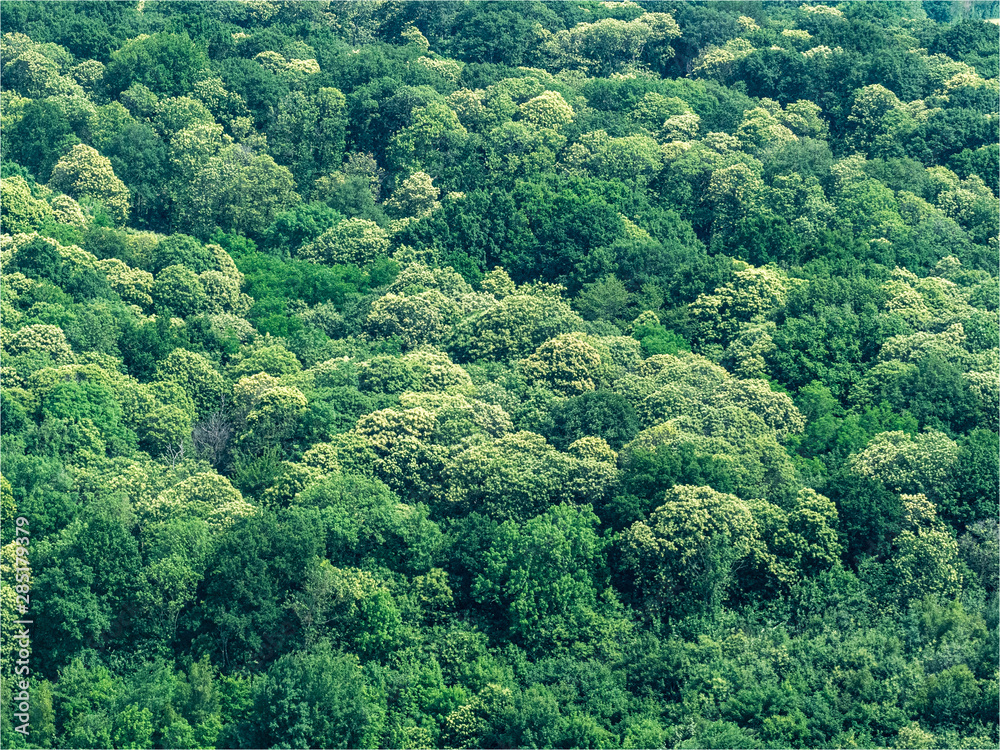 Fototapeta premium vue aérienne de la forêt à Ecquevilly dans les Yvelines en France