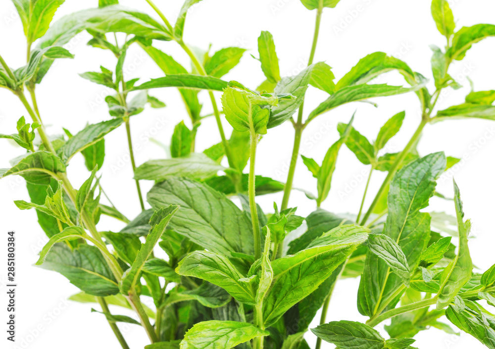 Green leaves of mint. Green leaves of mint.
