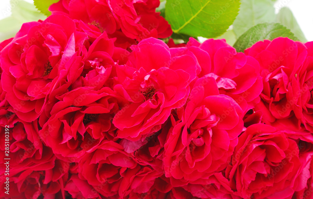 Beautiful red flowers.