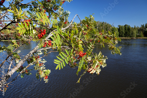 River Kymijoki (Kymi), Finland  photo