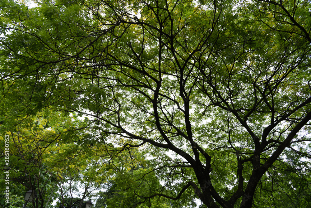 Big green tree on the blue sky as the background. Big green tree on the blue sky as the background.