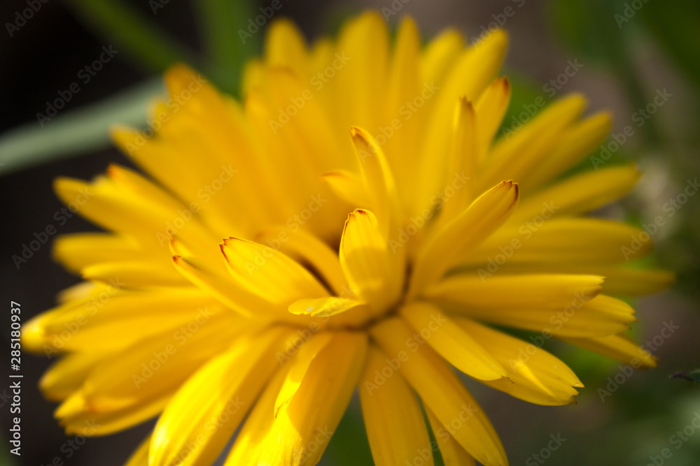 yellow flowers of calendula officinalis on green leaf background, selective focus, easy blur yellow flowers of calendula officinalis on green leaf background, selective focus, easy blur