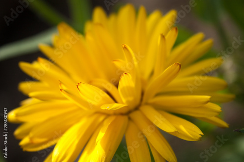 yellow flowers of calendula officinalis on green leaf background  selective focus  easy blur