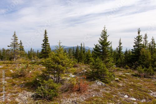 pine forest in mountains
