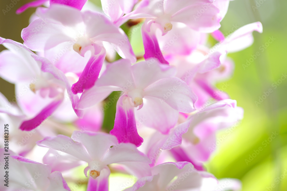 Close up of beautiful orchid flower blooming in the garden.