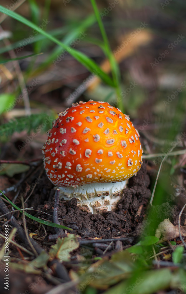 a small undiscovered red mushroom fly agaric in the autumn forest