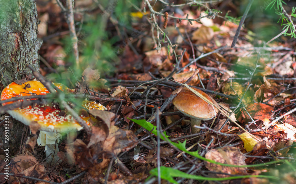 poisonous mushroom edible boletus grow nearby in the woods poisonous mushroom edible boletus grow nearby in the woods