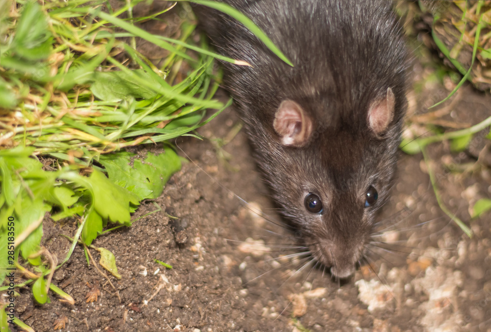 a gray Rat in soft focus Peeps out of the hole ,the symbol of 2020 new year a gray Rat in soft focus Peeps out of the hole ,the symbol of 2020 new year