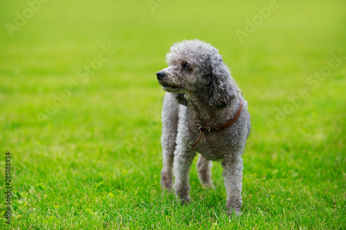 Dog breed poodle