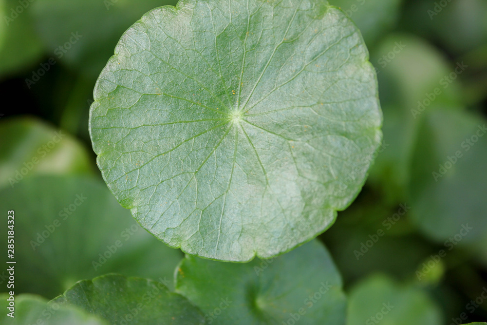 Green leaf for background, A green plant in the garden Green leaf for background, A green plant in the garden