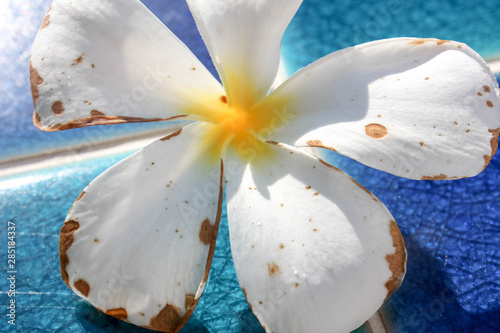 Plumeria Flower (Leelavadee falls on the red brick floor.) photo